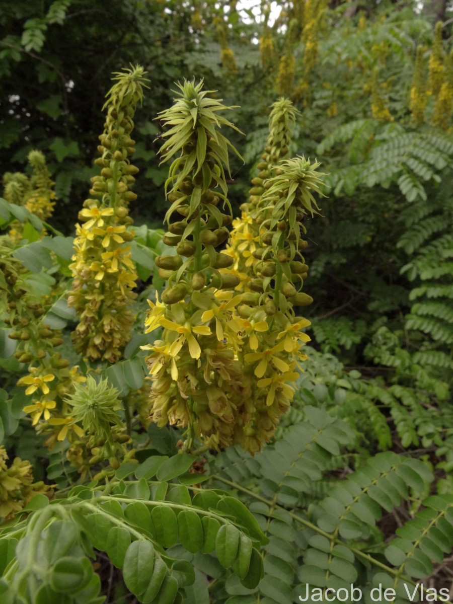 Guilandina bonduc L.